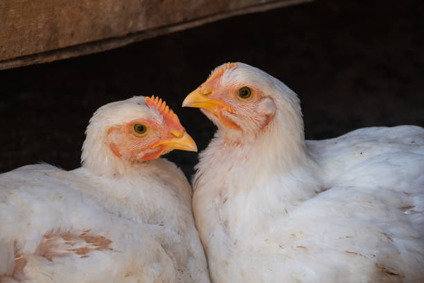 istock Two girlfriends - white chickens look at the camera with curiosity 1332119147