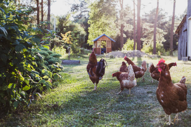 istock free range chicken in the farm 1332119186