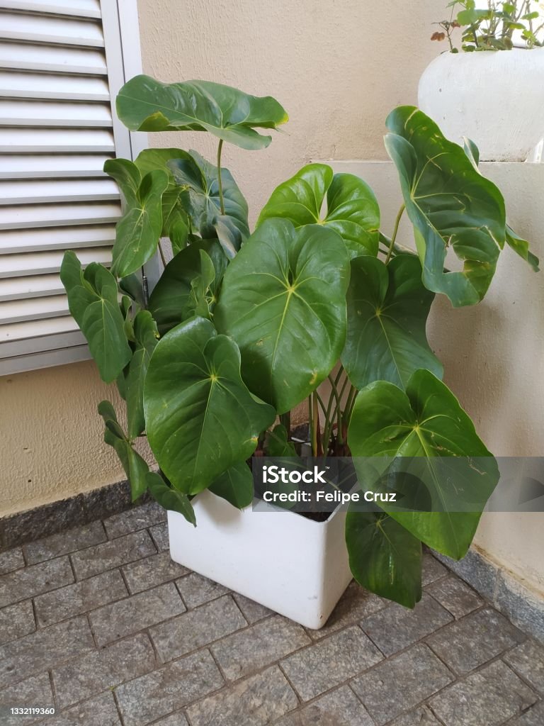 A vase of Philodendron Gloriosum A vase of Philodendron Gloriosum. Shot in Sao Paulo, Brazil. Philodendron Stock Photo