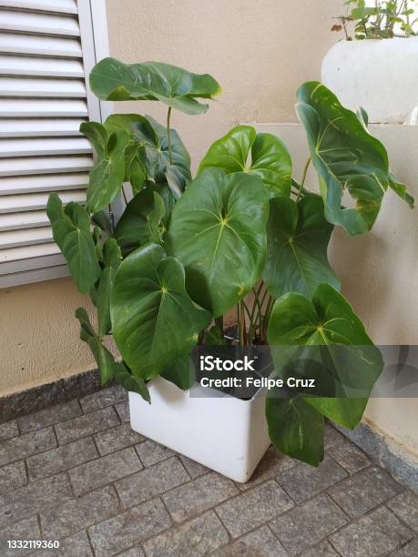 A Vase Of Philodendron Gloriosum Stock Photo - Download Image Now - Philodendron, Brazil, Cheese Plant