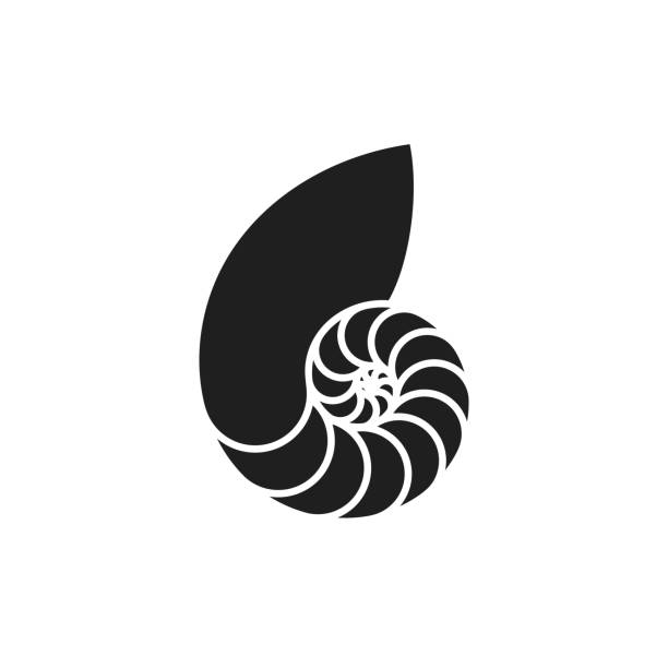 Nautilus shell. Isolated icon Vector illustration (EPS) nautilus stock illustrations