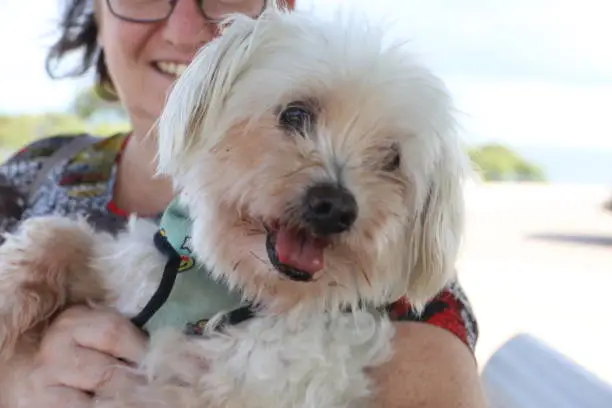 Maltese Cross held by owner