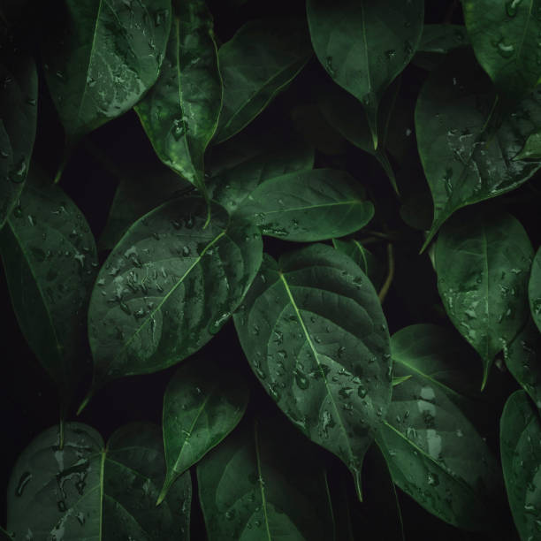 istock abstract green leaf texture, nature background, tropical leaf 1332120674