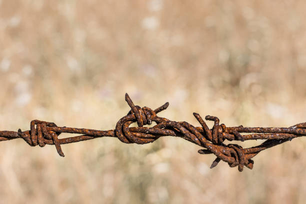 Barbed Wire Rusted Patina Rusted Barbed Wire isolated on blown out background, rustic rural fence wire across Lower third of frame, landscape orientation. rusty barbed wire stock pictures, royalty-free photos & images
