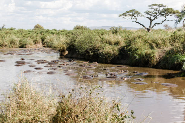 istock Wildlife Tanzania 1332123929