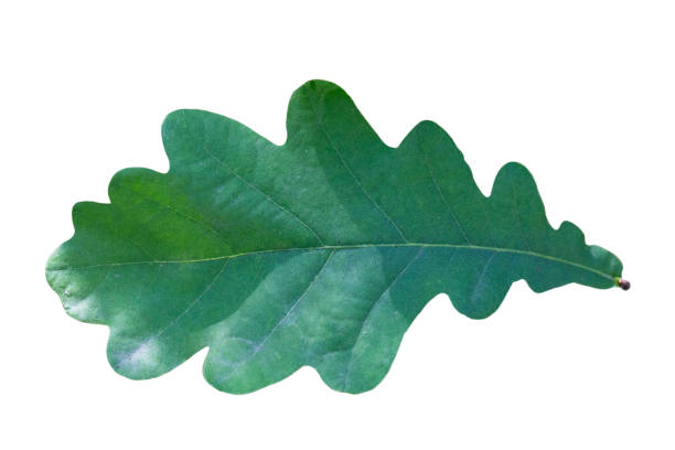 istock green oak leaf on a tree branch on a summer day 1332125600
