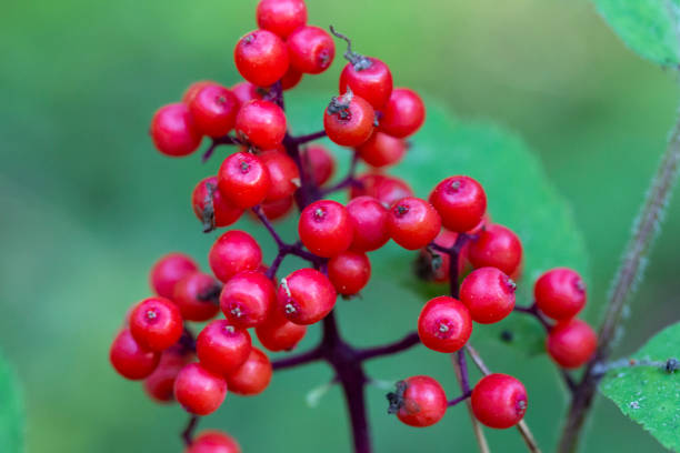 Red Elderberry Sambucus racemosa the branches macro Red Elderberry Sambucus racemosa the branches close-up sambucus racemosa stock pictures, royalty-free photos & images