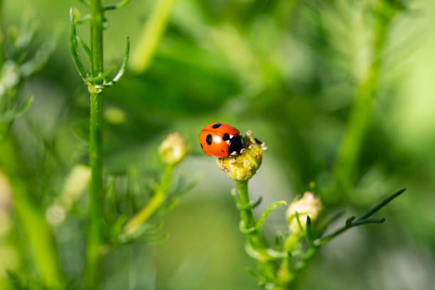 istock Ladybug running along on blade of green grass 1332126787