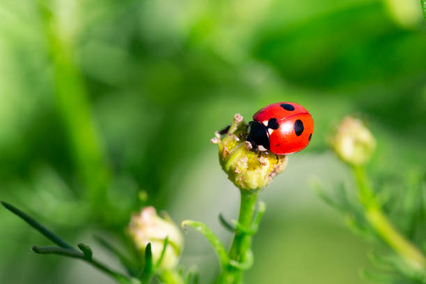 istock Ladybug running along on blade of green grass 1332126813