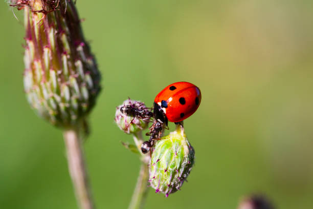 istock Ladybug and ants on a green blade. Two ants banish a ladybug 1332126906