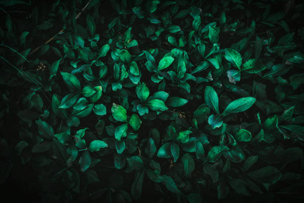 istock Dark natural background with green leaves 1332128837