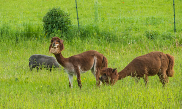 istock Funny brown Lamas on green Pasture 1332128900