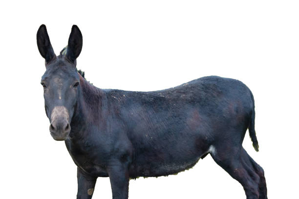 burro negro delante del fondo blanco - orejas de burro fotografías e imágenes de stock