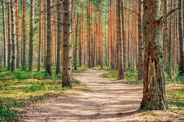 istock Beautiful landscape in the forest. Pine forest in summer 1332129281