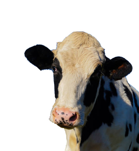 istock Funny Cow Face white Background 1332130349