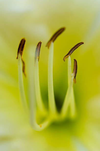 istock Yellow and white flower close up. Macro. Soft focus 1332130776