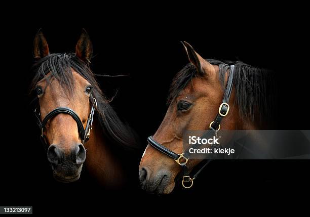 Photo libre de droit de Portrait De Deux Chevaux banque d'images et plus d'images libres de droit de Cheval - Cheval, Couleur noire, Harnais