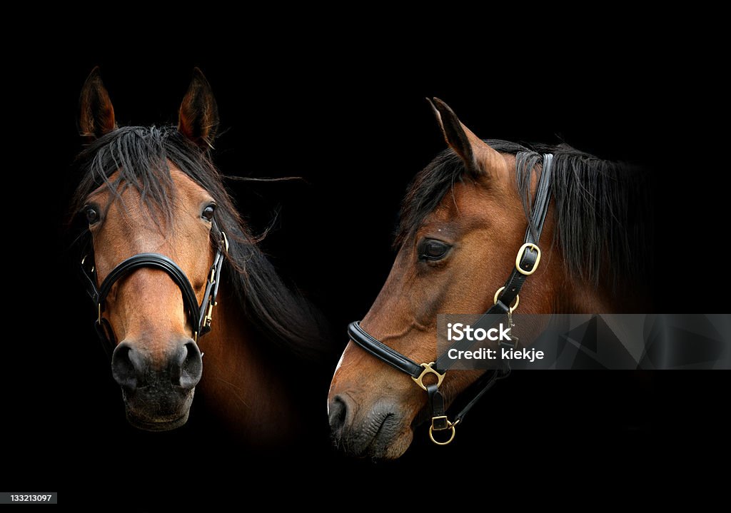 Ritratto di due cavalli - Foto stock royalty-free di Cavalla