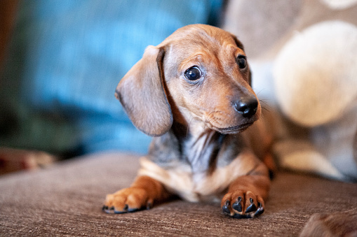 Family pet Dachshund at home