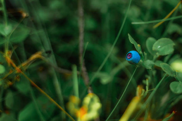 blueberry with yellow daisy
