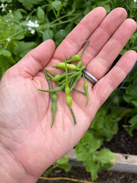 istock Radish seeds pods 1332132583