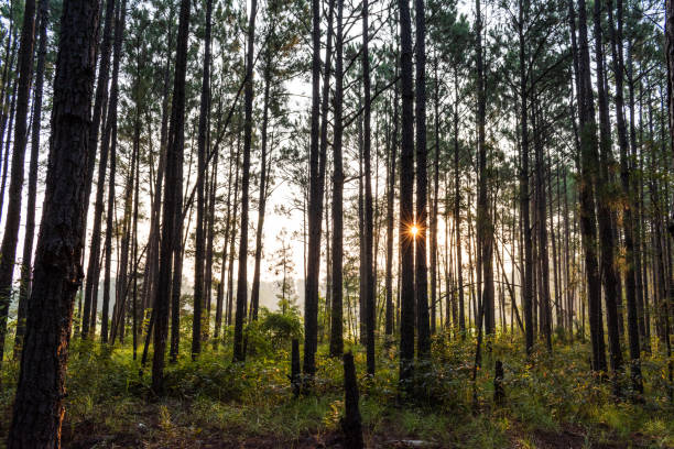 istock Morning Light Shining in the Woods 1332133536