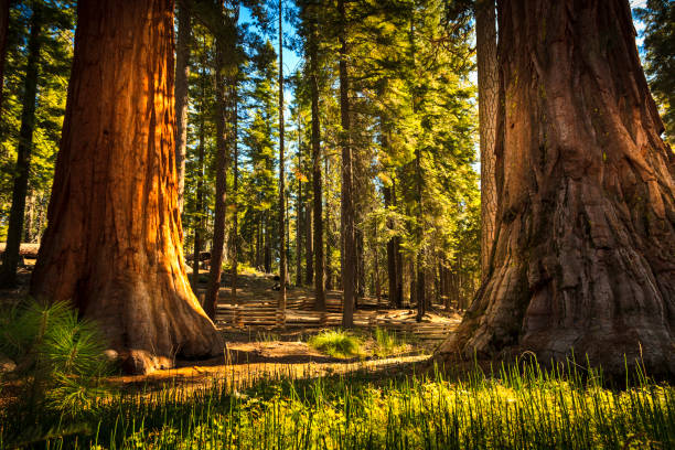 mariposa grove of giant sequoias, parque nacional de yosemite, california, ee. uu. - condado de mariposa fotografías e imágenes de stock