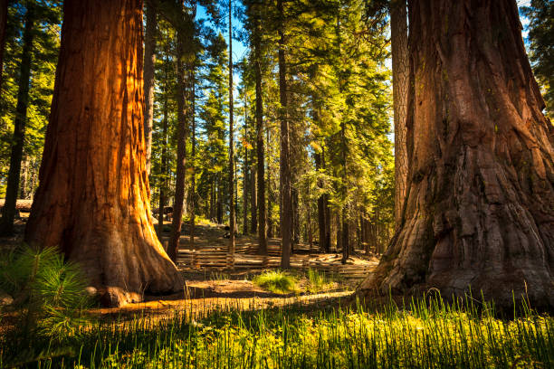 mariposa grove of giant sequoias, yosemite national park, californie, états-unis - comté de mariposa photos et images de collection
