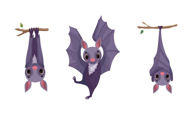 ilustrações de stock, clip art, desenhos animados e ícones de funny purple bat with cute snout hanging upside down on tree branch and dancing vector set - bat animal flying mammal