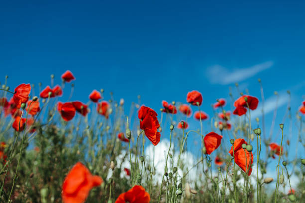 istock poppy field with bush and blue sky 1332134952