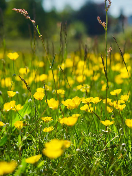 istock Clump of Sunshine 1332135510