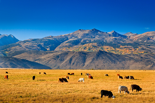 Cattle grazing in the beautiful pasture land near Bridgeport, California with a background of the eastern Sierra Nevada, United States.