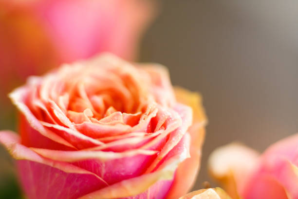 istock yellow rose with drops of water 1332137037