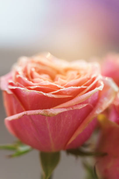 A yellow rose sprinkled with dewdrops