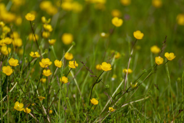 Large Group Of Small Yellow Flowers On A Sunny Day Several small yellow flowers in the grass on a sunny day with a blurry green background potentilla anserina stock pictures, royalty-free photos & images