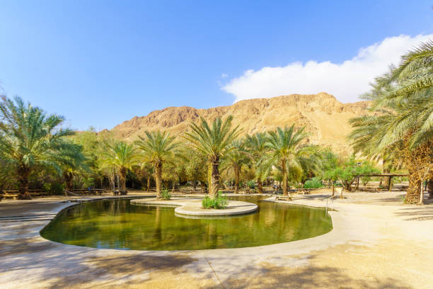 istock Wading pool, in Einot Tzukim (Ein Feshkha) Nature Reserve 1332137593