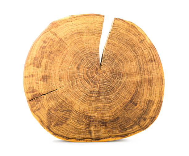 istock Round slice of log 1332137820
