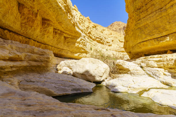 istock Upper pools, Arugot stream, Ein Gedi Nature Reserve 1332138558