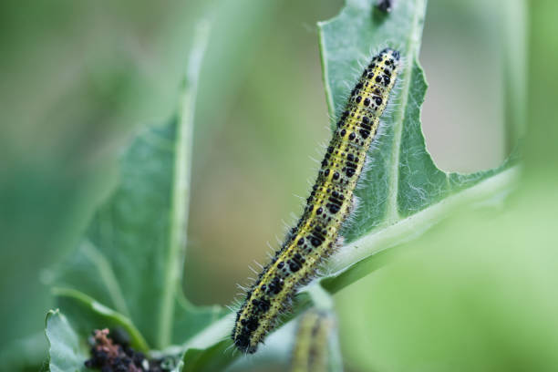istock Caterpillars of the large white cabbage butterfly on a kale leaf, 1332139280