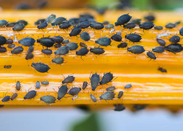 Black aphids colony feeding on a bright yellow golden chard plant stem macro, Black aphids colony feeding on a bright yellow golden chard plant stem macro, garden pests concept black fly photos stock pictures, royalty-free photos & images