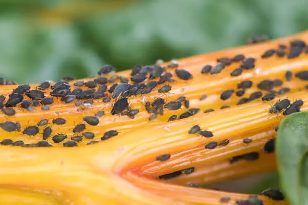Black aphids colony feeding on a bright yellow golden chard plant stem macro, garden pests concept