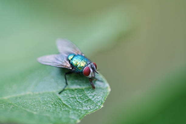 Green bottle fly texture macro, insect sitting on a leaf, detailed picture of red eyes, wings and bristle hair. Green bottle fly texture macro, insect sitting on a leaf, detailed picture of red eyes, wings and bristle hair. bristle animal part photos stock pictures, royalty-free photos & images