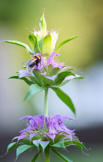 Lemon mint, purple bee balm plant in bloom, pink flower clusters and green leaves with bumblebee on, soft and pastel colors background,  attracting pollinators concept