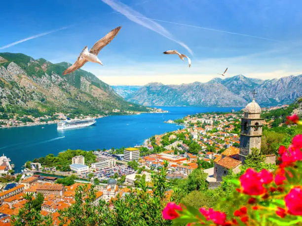 Seagulls over Kotor Bay in summer, Montenegro