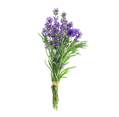 Small Bunch of lavender flowers tied with a rope isolated on a white background