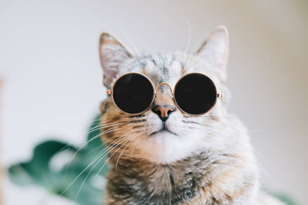istock Fashionable cat in sunglasses. 1332140600