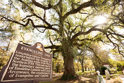 St Martinville, Louisiana, United States - November 20, 2020: Sunlight illuminates the branches of the  large live oak that inspired Longfellow's poem Evangeline where two young lovers separated during the move here from Nova Scotia in 1755 were reunited briefly in their late years.