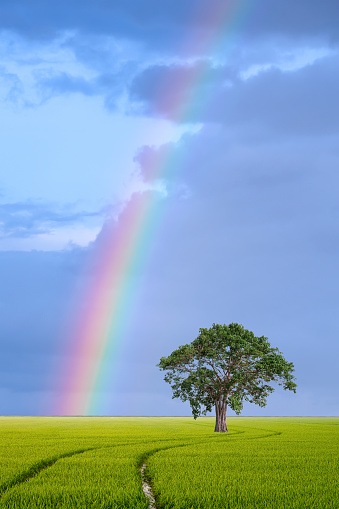 Solitary tree in the paddy field with rainbow on blue sky background in vertical frame, beautiful nature background concept