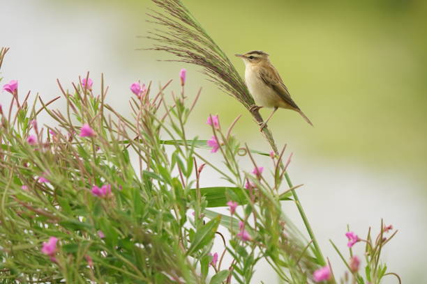 istock Sedge Warbler between pink flowers / Rietzanger tussen roze bloemen 1332142437