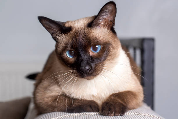 istock Pet animal; cute siamese cat 1332143161